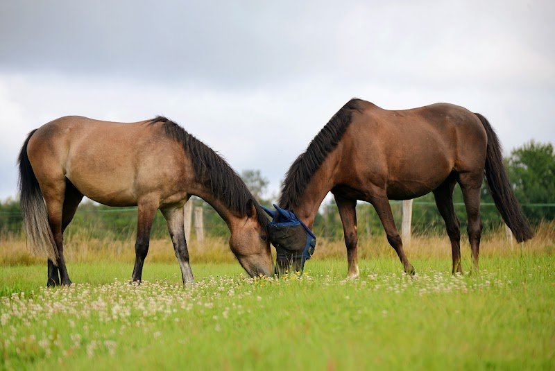 Centre Equestre de Saint Dizier - photo 2