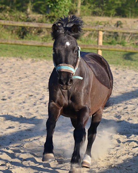 Centre Equestre de Saint Dizier - photo 3