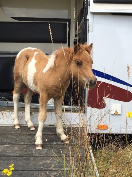 Les Écuries de Saint Yon - photo 1