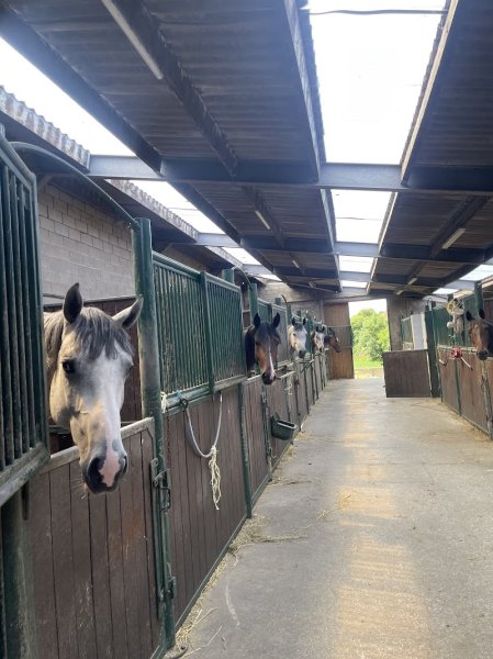 Infinity Horses - photo 1