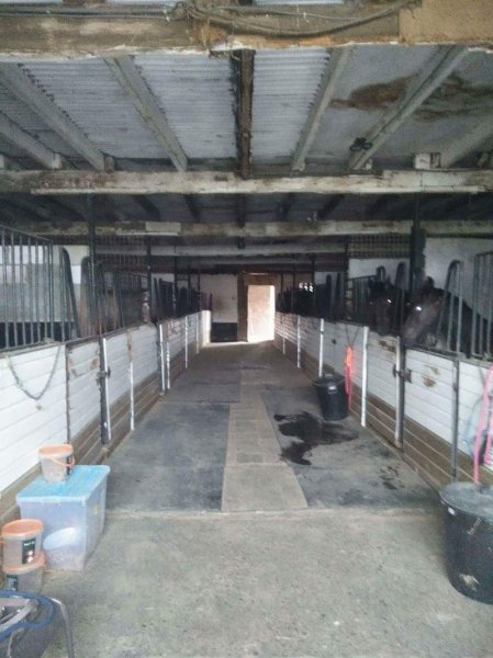 Infinity Horses - photo 2