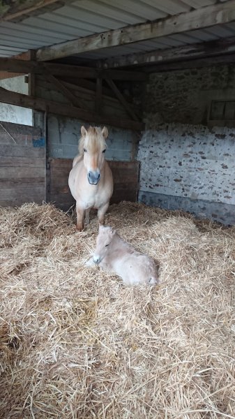 Ecuries de Montdenis - photo 3