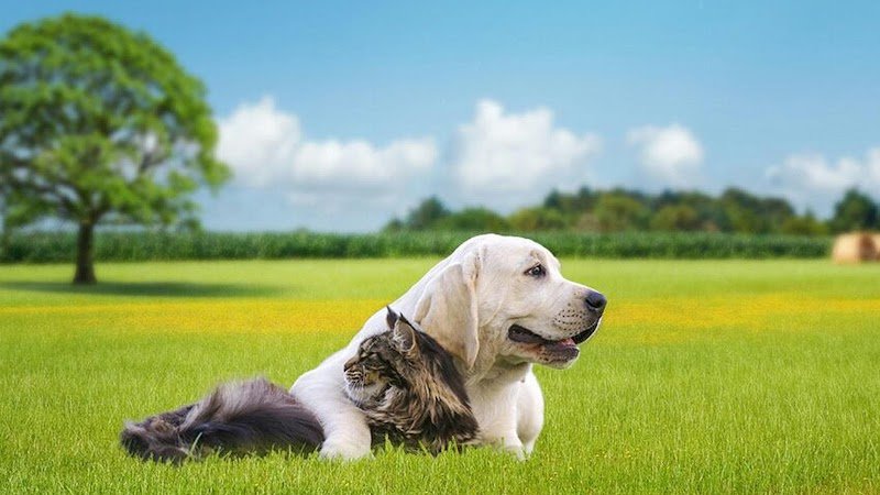 Croc Pension - photo 1