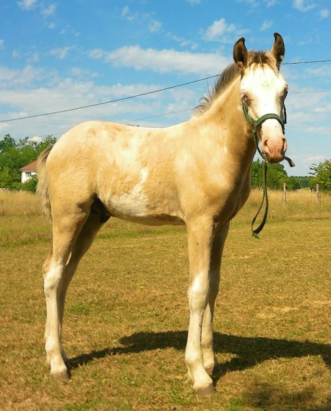 Ferme équestre des archots