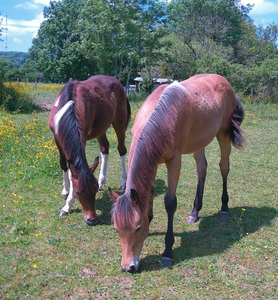 Ferme équestre des archots - photo 2