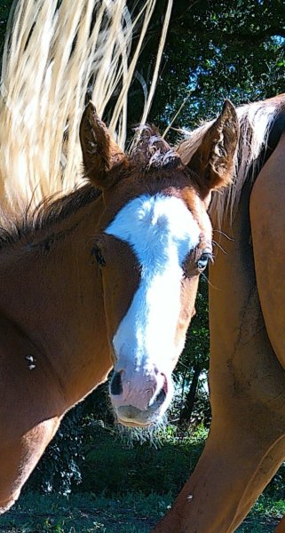 Ferme équestre des archots - photo 3