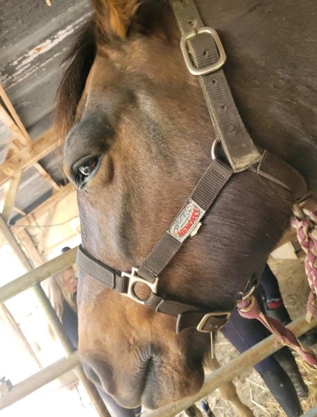 Ferme Equestre Du Val Arbin