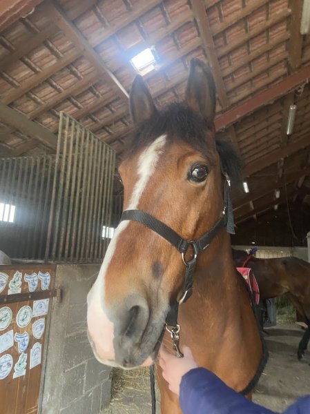 CENTRE EQUESTRE DU PARC - photo 3