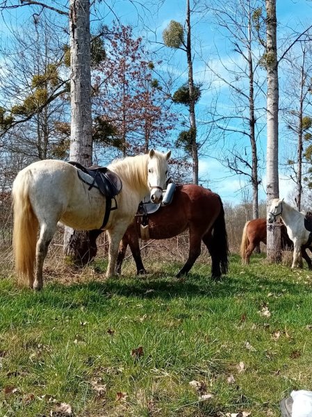 Ferme équestre du grand sapin - photo 2