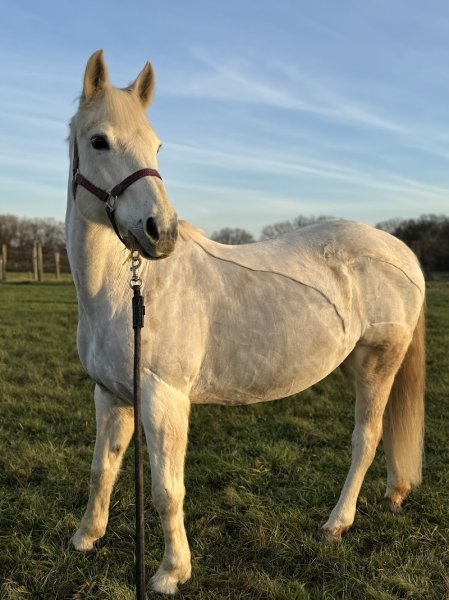 Ecurie de la rosoire - photo 2