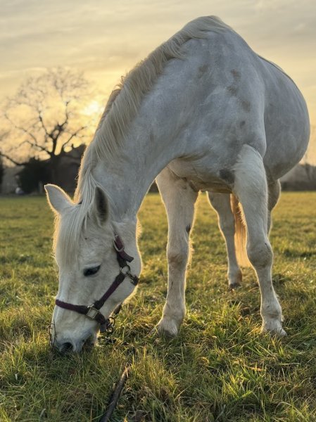 Ecurie de la rosoire - photo 3