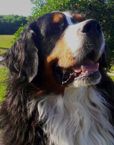 Le chalet des patounes Pension Animalière - photo 1