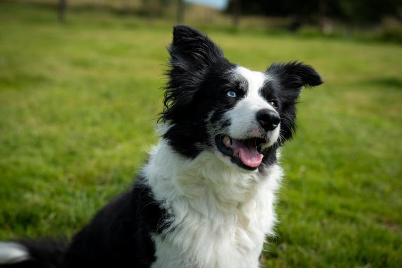 Le chalet des patounes Pension Animalière - photo 2