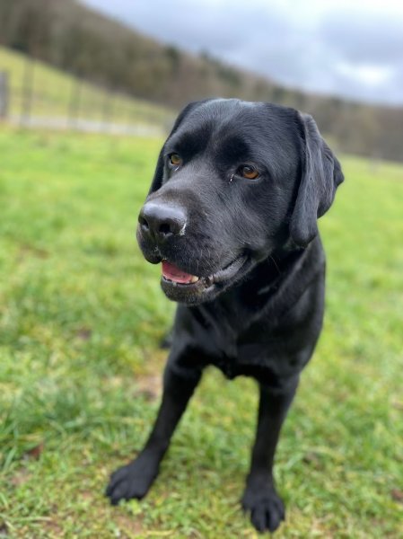 Le chalet des patounes Pension Animalière - photo 3