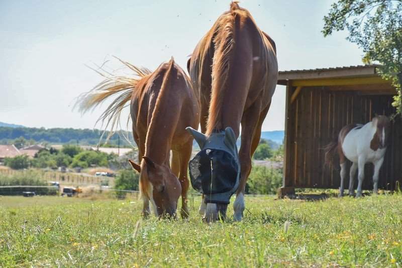 SCEA Ecuries des Quatre Tours - photo 1