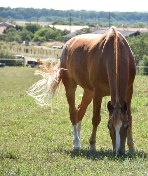 SCEA Ecuries des Quatre Tours - photo 2