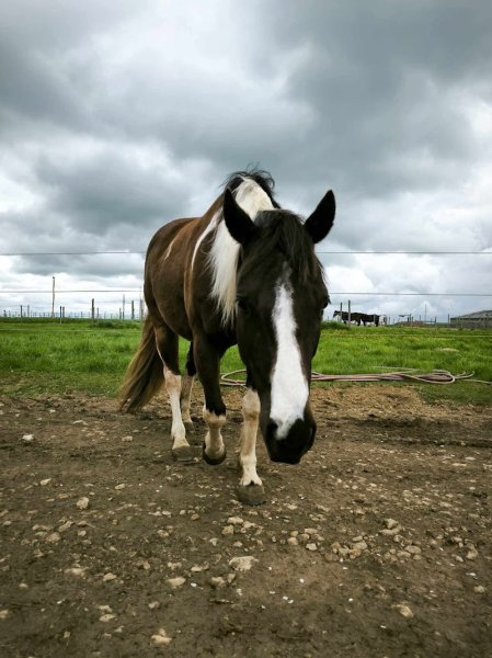 Ferme équestre d'Yggdrasil - photo 2