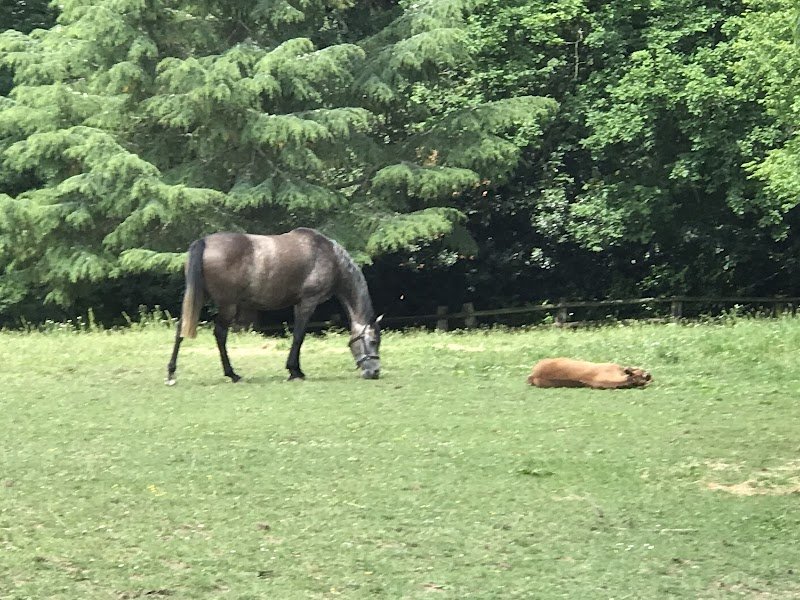Centre Equestre de Melay - photo 2
