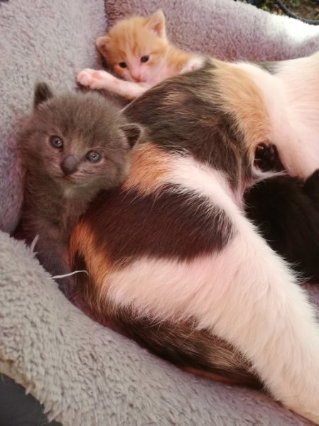 Haras des Côtes - photo 3