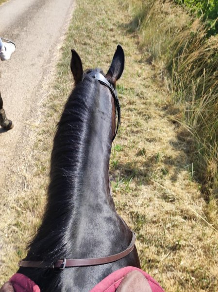 Les écuries de Montfort - photo 1