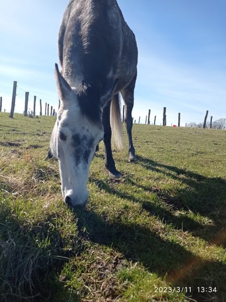 Les écuries de Montfort - photo 3