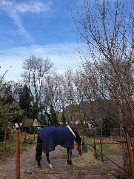 Le Royaume Du Cheval - photo 2