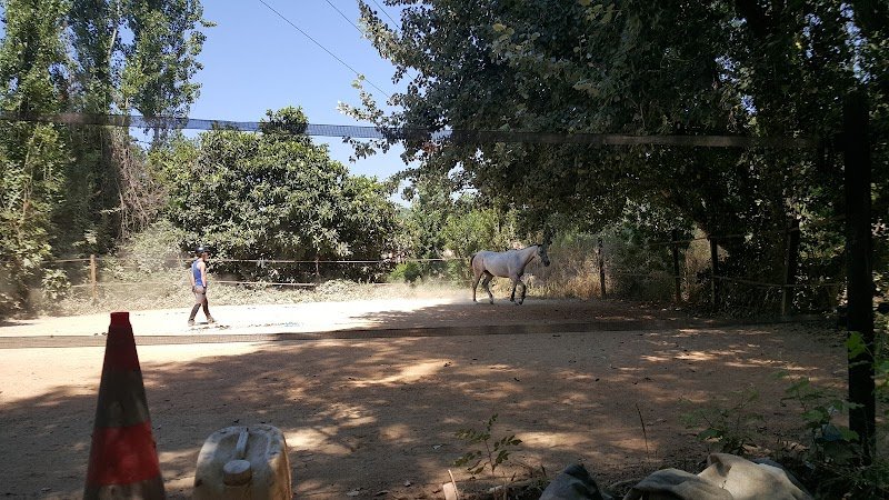 Le Royaume Du Cheval - photo 3