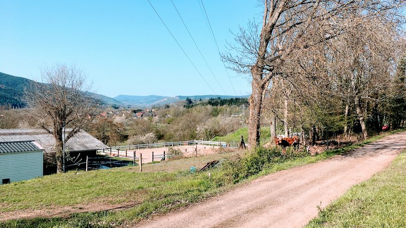 Élevage du Meisenwald, Écurie Muller - photo 1