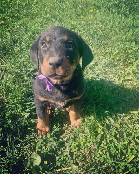 Élevage du Meisenwald, Écurie Muller - photo 2