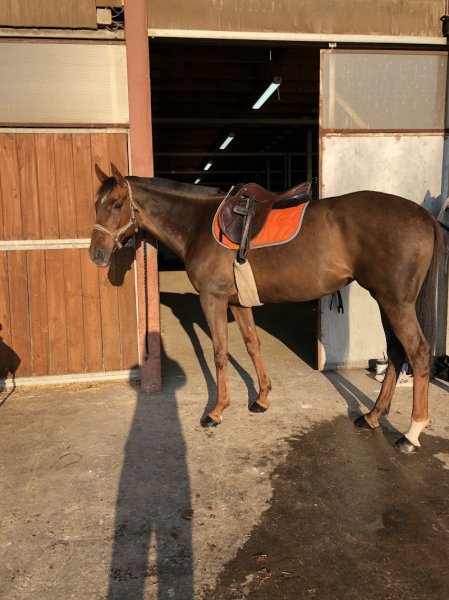 Cavaliers de Bel Air