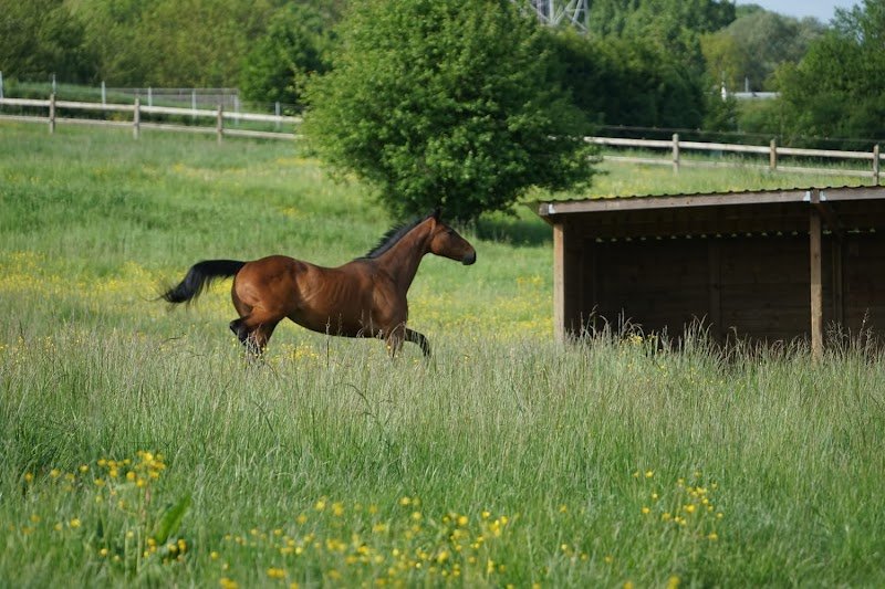 Ecurie de Marange - photo 3