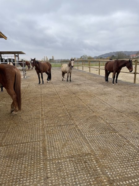 Ecurie active du moulin aux près - photo 2
