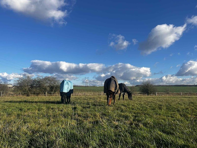 Écurie Marléa - Sport, Coaching & Élevage éthique - photo 1