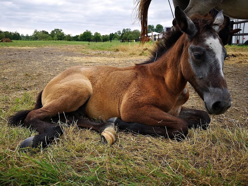 Écuries d'Olgy - photo 1