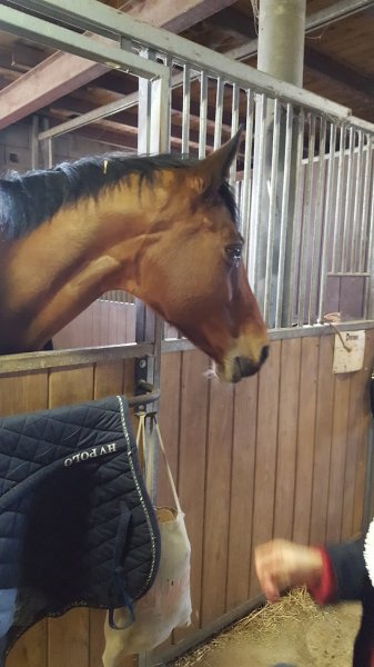 Ferme équestre du Vieux Fey - photo 2