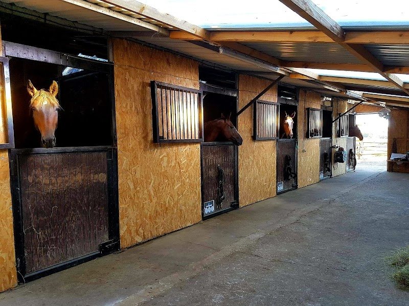 Ecurie Mustesch - photo 2