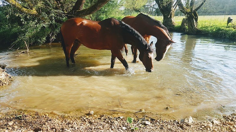 Ecurie Mustesch - photo 3