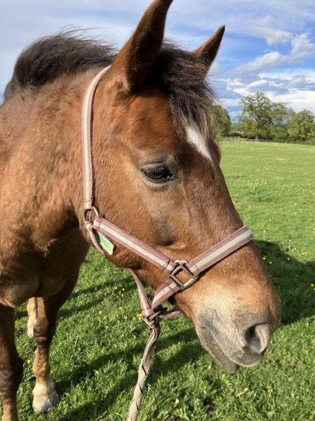 Poney Club d'Heillecourt