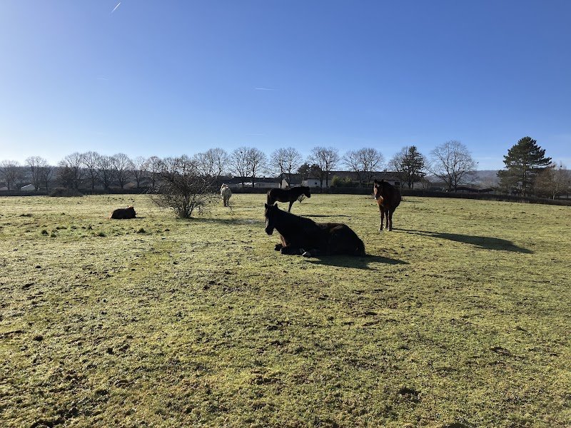 Poney Club d'Heillecourt - photo 2