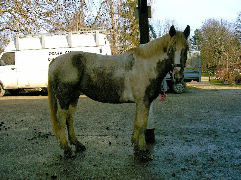 Poney Club d'Heillecourt - photo 3