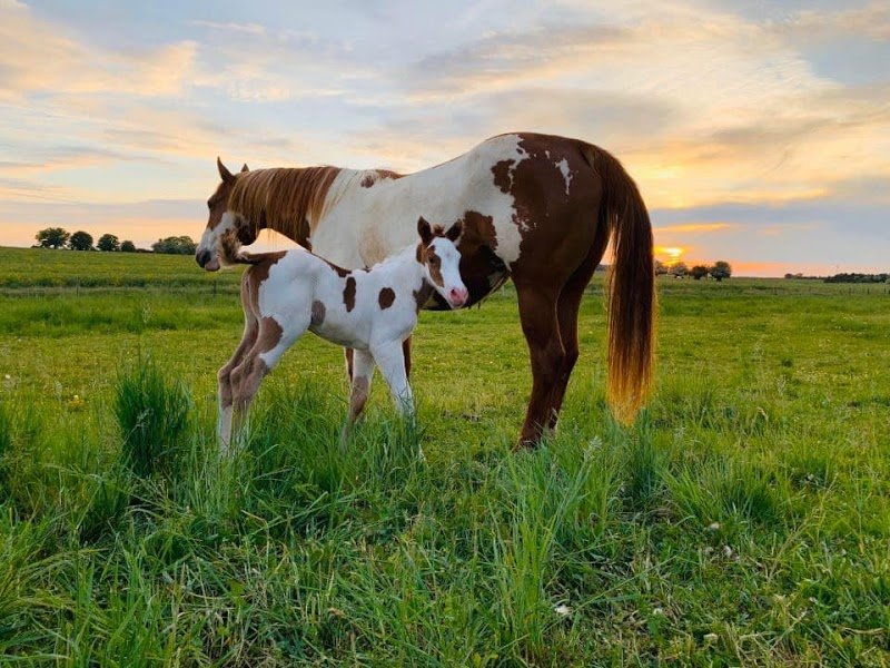 JH Cutting Stable - Votre écurie privée à Spincourt