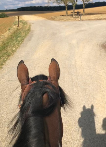 JH Cutting Stable - Votre écurie privée à Spincourt - photo 2