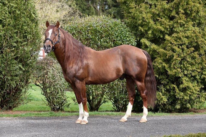 JH Cutting Stable - Votre écurie privée à Spincourt - photo 3