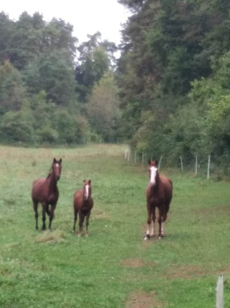 Écurie de Gézoncourt - photo 1