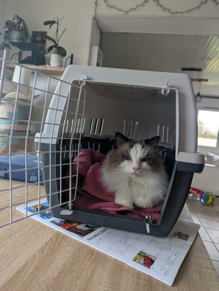 Pension aux couleurs de sepoura - photo 1