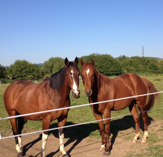 Les écuries de Soetrich - photo 2