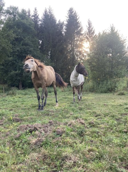 Ecurie des Sagards - photo 2