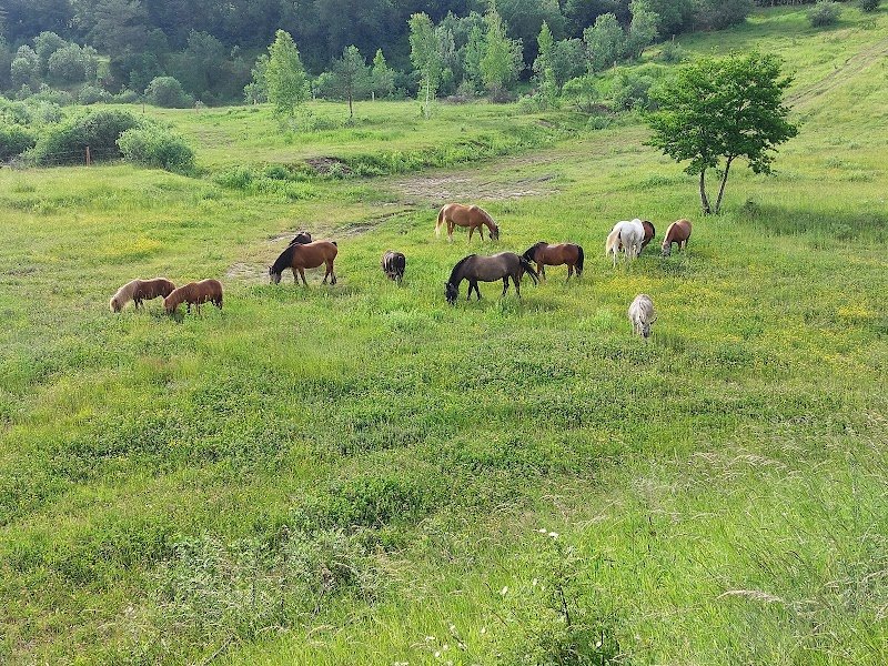 Ferme équestre de la Tuilerie - photo 2