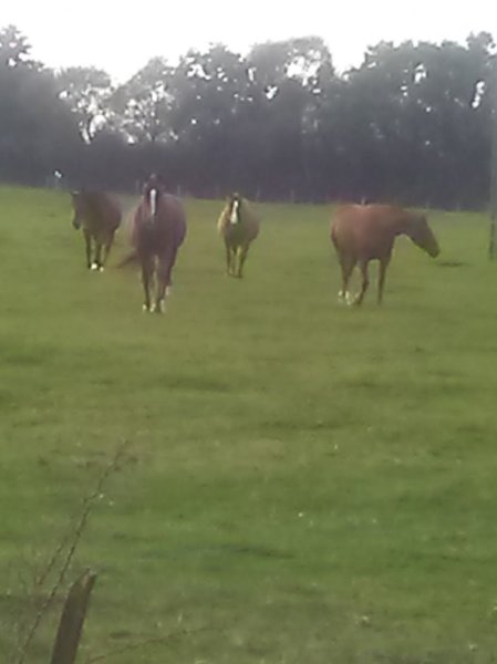 Ecurie Lorrain - photo 3