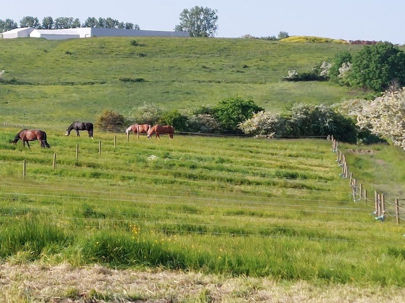 Ecurie Fée Thélème - photo 2